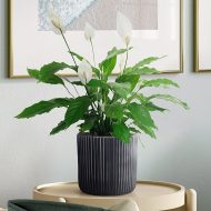 RVS-RND-25-BLW Настольное кашпо IDEALIST Lite Урбан, круглое, антрацит Д25.5 В25 см