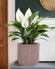 RVS-RND-25-BRN Настольное кашпо IDEALIST Lite Урбан, круглое, кофе с молоком Д25.5 В25 см