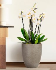 MESHRV28-T Напольное кашпо IDEALIST LITE Лотус Высокое, круглое, серо-коричневое, Д28 В33.5 см
