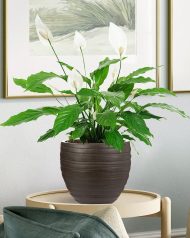 ROWR27-B Настольное кашпо IDEALIST LITE Роу, круглое, коричневое, Д27 В25.5 см