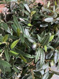 Искусственное дерево куст Олива испанская с плодами 70см — изображение 12