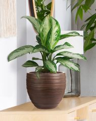ROWR27-B Настольное кашпо IDEALIST LITE Роу, круглое, коричневое, Д27 В25.5 см