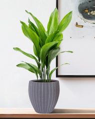 SFER24-GR Кашпо настольное IDEALIST Lite Сфера, серое, Д24 В24 см