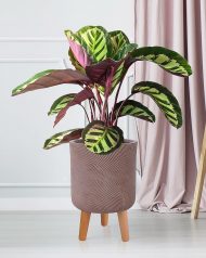 FLORL35-BRN Настольное кашпо IDEALIST LITE Флоу Ваза с подставкой, кофе, Д24 В35 см, высота ножек 11 см