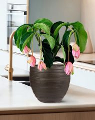 ROWR27-B Настольное кашпо IDEALIST LITE Роу, круглое, коричневое, Д27 В25.5 см