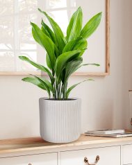 RVS-RND-25-AW Настольное кашпо IDEALIST Lite Урбан, круглое, белое Д25.5 В25 см