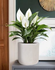 RVS-RND-25-AW Настольное кашпо IDEALIST Lite Урбан, круглое, белое Д25.5 В25 см