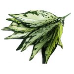 Искусственный Куст Агланеомы