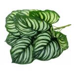Искусственный Куст Санхеция
