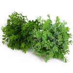 Искусственная ветка самшит декоративный