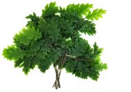 Искусственная ветка дуба — изображение 4